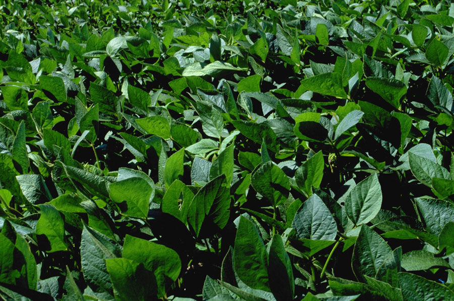 soybean field